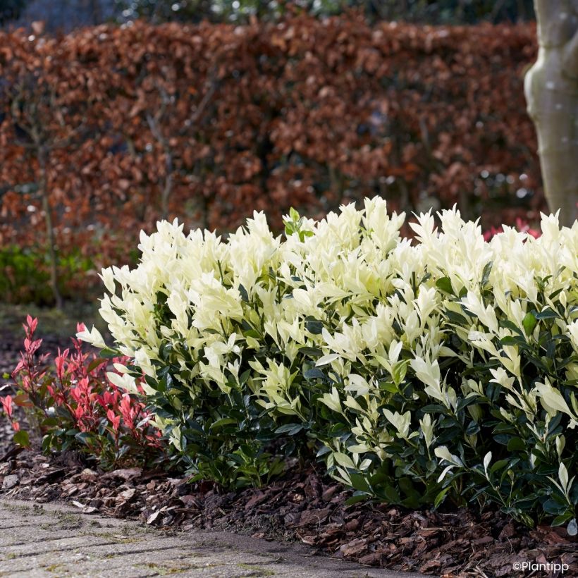 Euonymus japonicus Himalaya - Fusain du Japon (Port)