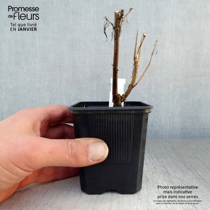 Spécimen de Eupatorium Elegant Plume - Eupatoire Godet de 8/9 cm tel que livré en hiver