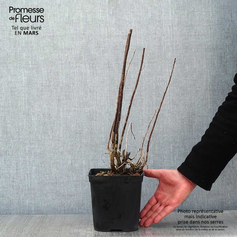 Spécimen de Eupatorium Elegant Plume - Eupatoire Pot de 2L/3L tel que livré en hiver