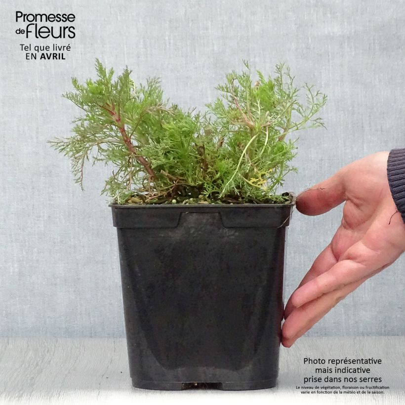 Spécimen de Eupatorium Elegant Plume - Eupatoire Pot de 2L/3L tel que livré au printemps