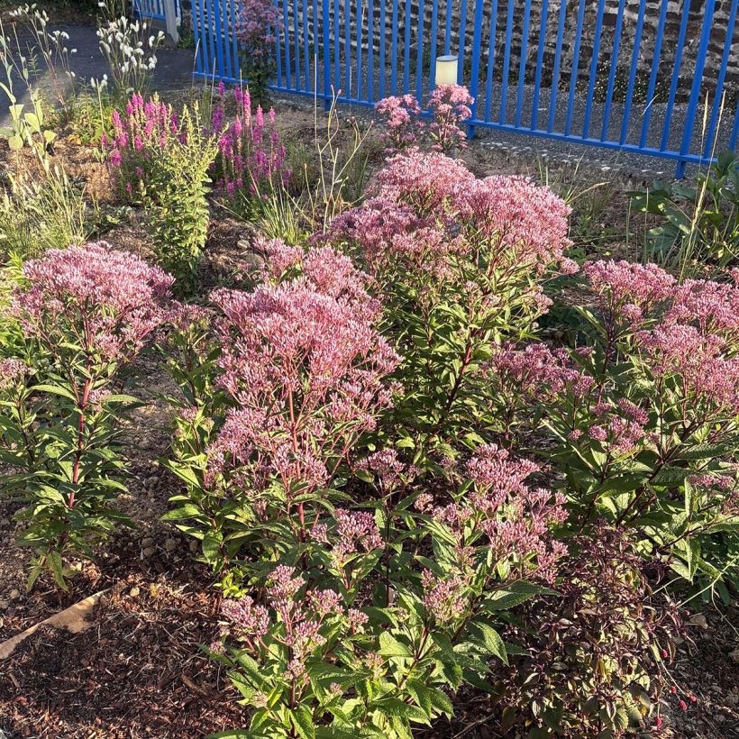 Eupatorium hybride Baby Joe - Eupatoire (Port)
