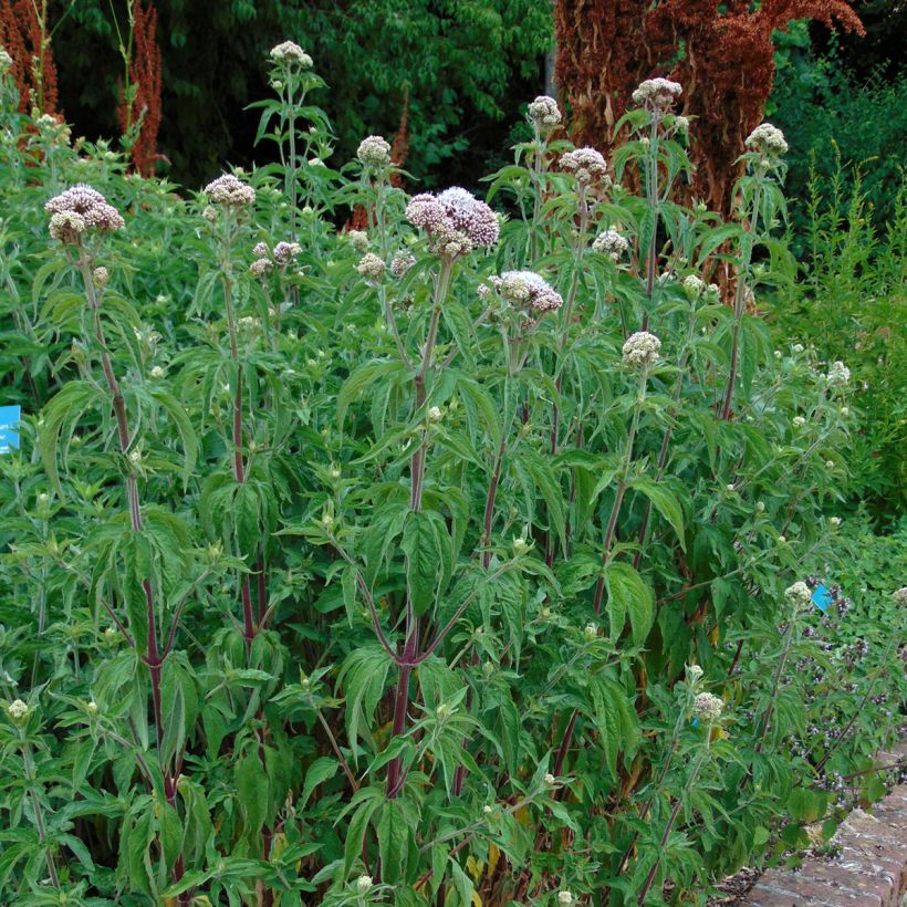 Eupatorium cannabinum Plenum - Eupatoire (Port)