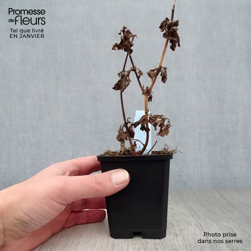 Spécimen de Eupatorium cannabinum Plenum - Eupatoire Godet de 8/9 cm tel que livré en hiver