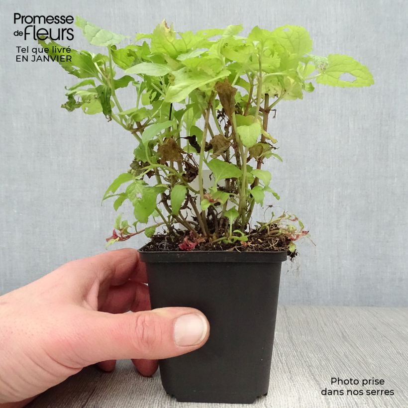 Spécimen de Eupatorium coelestinum, Eupatoire Godet de 8/9 cm tel que livré en hiver