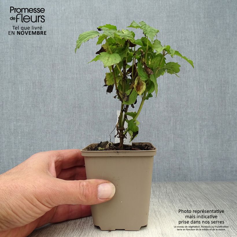 Spécimen de Eupatorium  hybride Lucky Melody - Eupatoire Godet de 8/9 cm tel que livré en automne