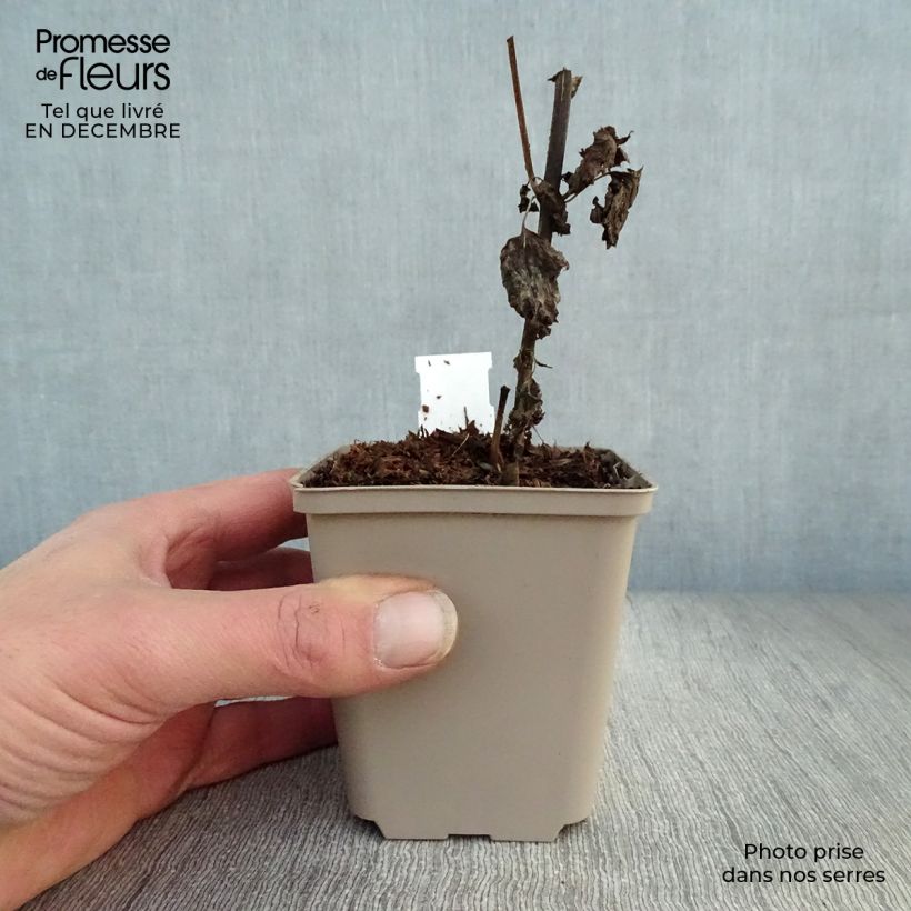 Spécimen de Eupatorium  hybride Lucky Melody - Eupatoire Godet de 8/9 cm tel que livré en hiver