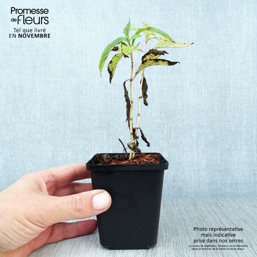 Spécimen de Eupatorium maculatum Atropurpureum -  Eupatoire pourpre Godet de 8/9 cm tel que livré en automne
