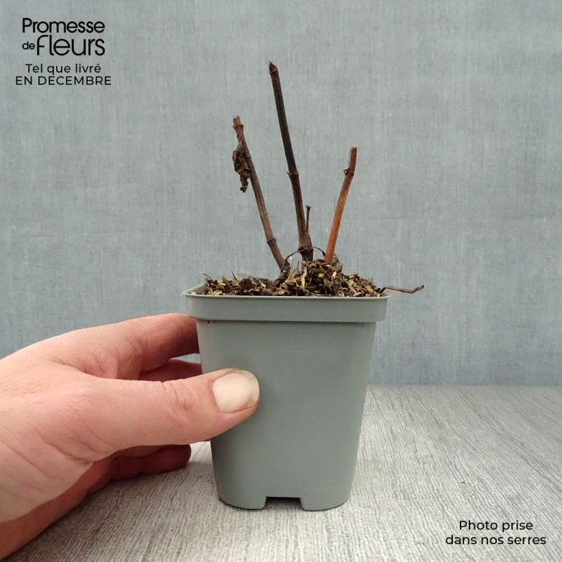 Spécimen de Eupatorium maculatum Atropurpureum -  Eupatoire pourpre Godet de 8/9 cm tel que livré en hiver