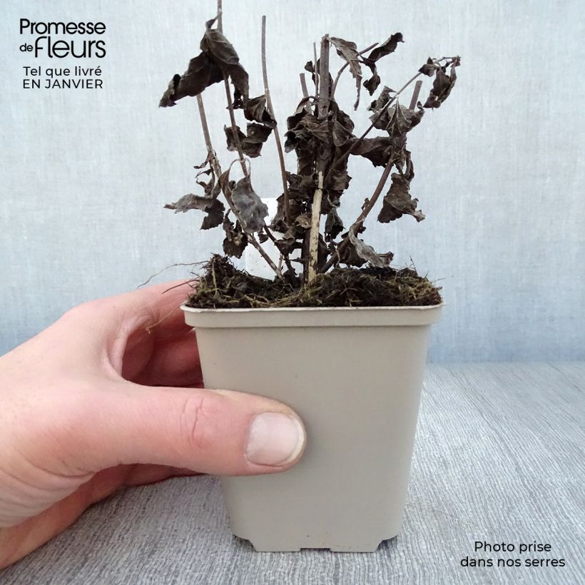 Spécimen de Eupatorium maculatum Phantom - Eupatoire Godet de 8/9 cm tel que livré en hiver