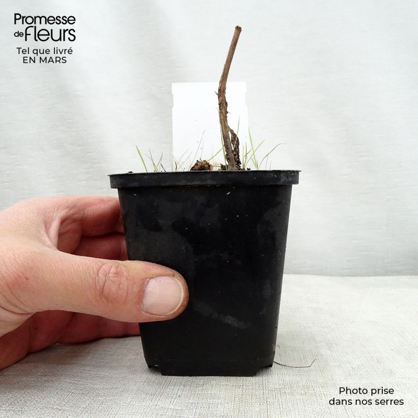 Eupatorium maculatum Purple Bush Vasetto da 8/9 cm esemplare consegnato in primavera