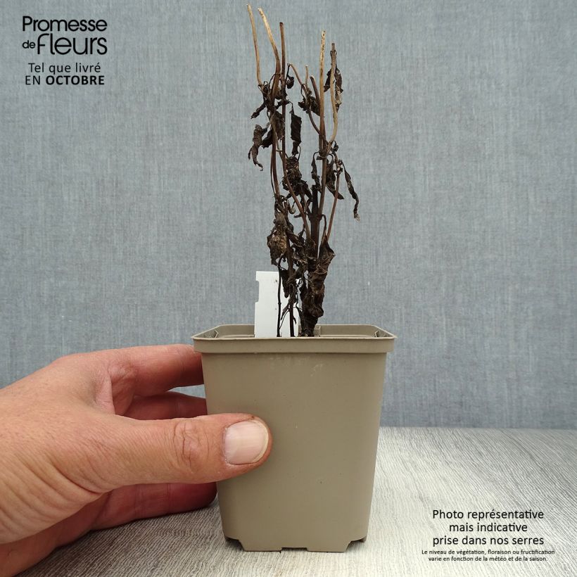Spécimen de Eupatorium maculatum Purple Bush - Eupatoire Godet de 8/9 cm tel que livré en automne