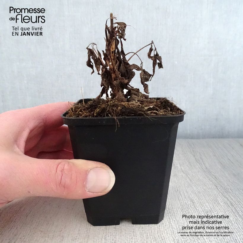 Spécimen de Eupatorium maculatum Purple Bush - Eupatoire Godet de 8/9 cm tel que livré en hiver