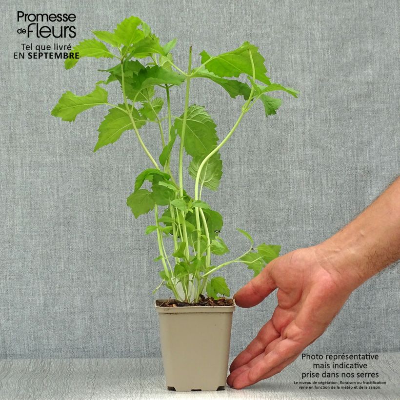Spécimen de Eupatorium rugosum, Eupatoire Godet de 8/9 cm tel que livré en automne