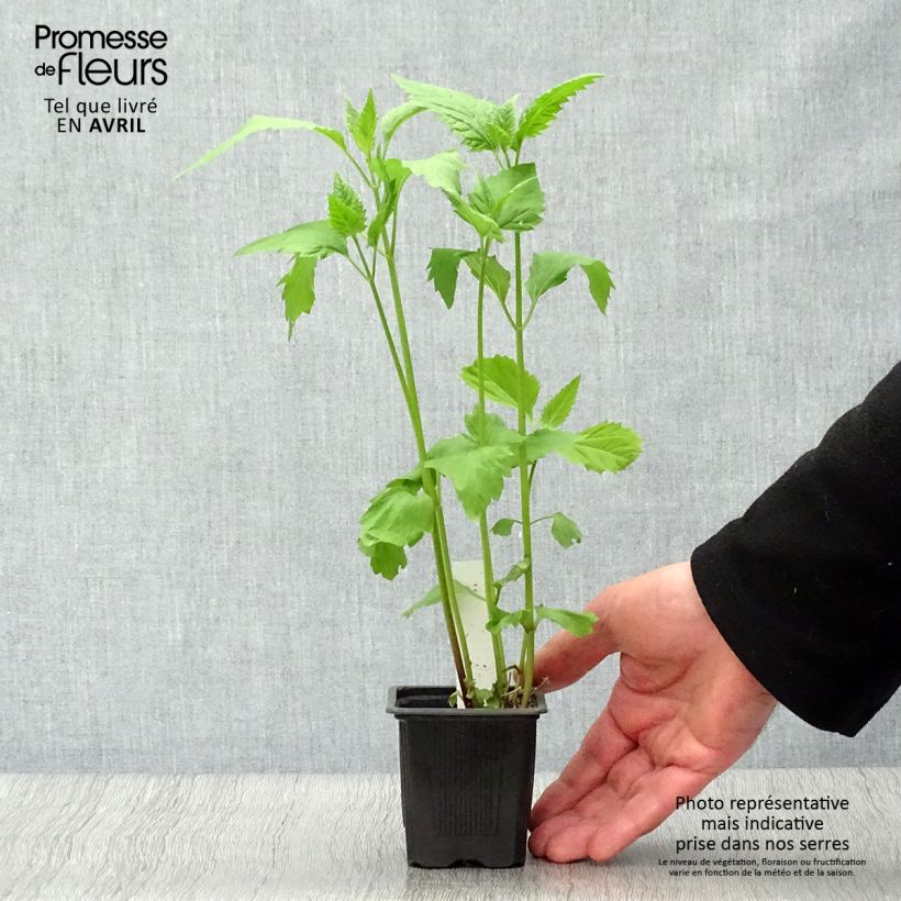 Spécimen de Eupatorium rugosum, Eupatoire Godet de 8/9 cm tel que livré au printemps