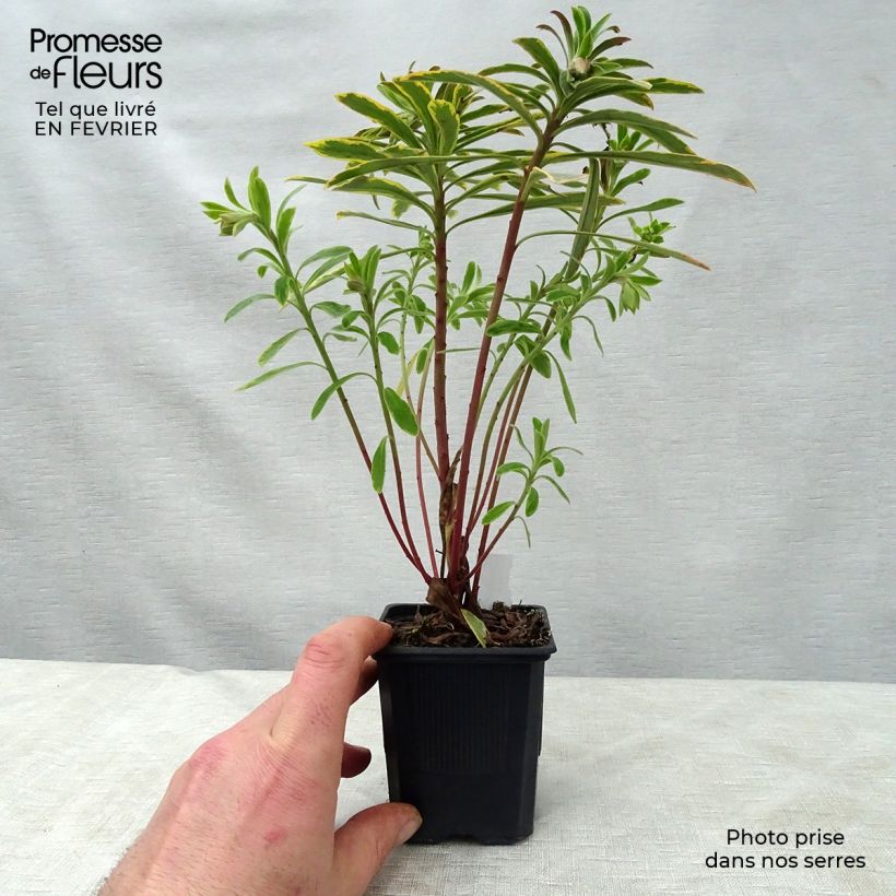 Spécimen de Euphorbe Ascot Rainbow Godet de 8/9 cm tel que livré en hiver