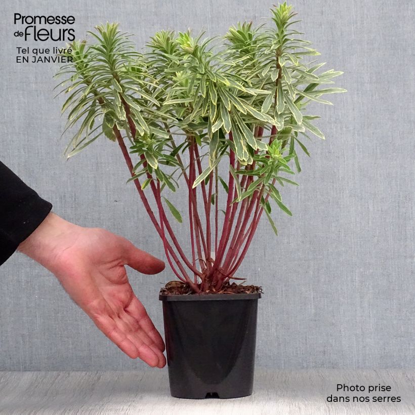 Spécimen de Euphorbe Ascot Rainbow Pot de 1,5L/2L tel que livré en hiver