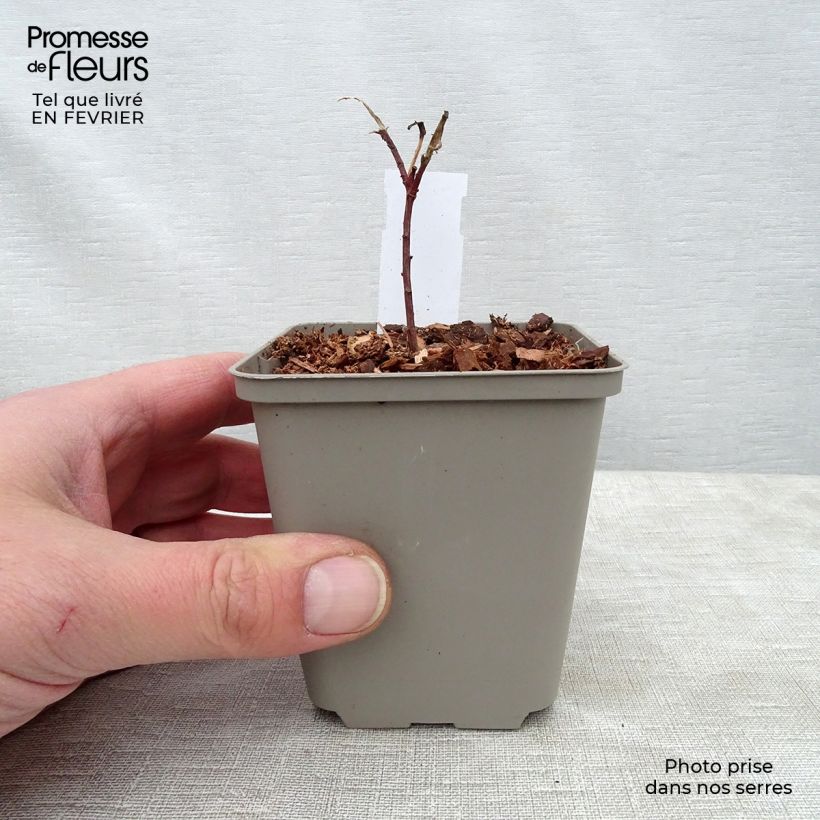 Spécimen de Euphorbe, Euphorbia Cornigera Godet de 8/9 cm tel que livré en hiver