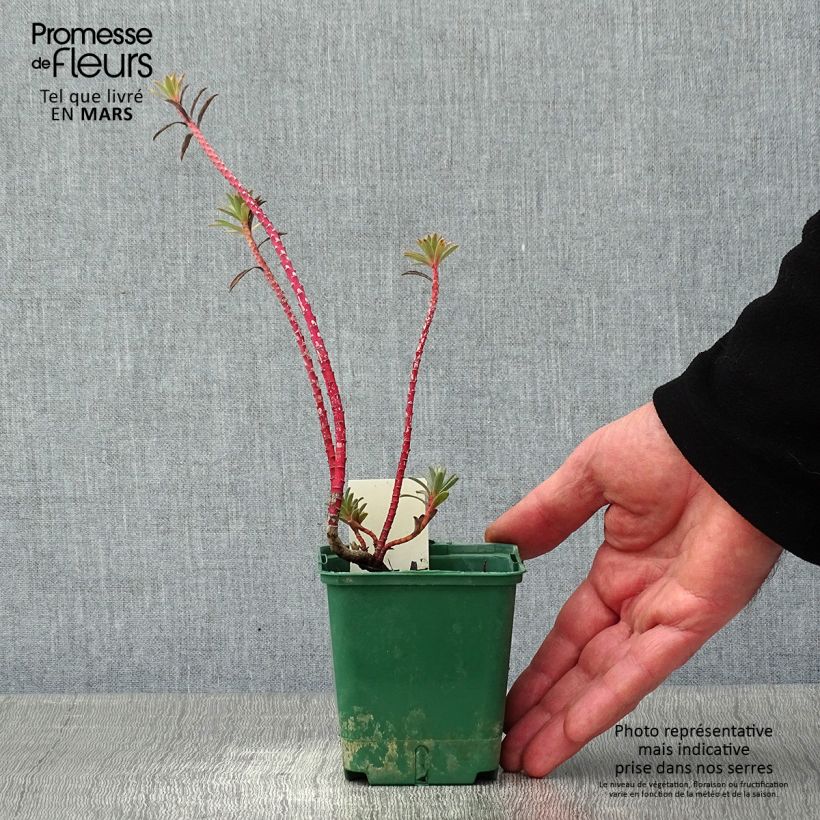 Spécimen de Euphorbe, Euphorbia nicaeensis Godet de 8/9 cm tel que livré en hiver