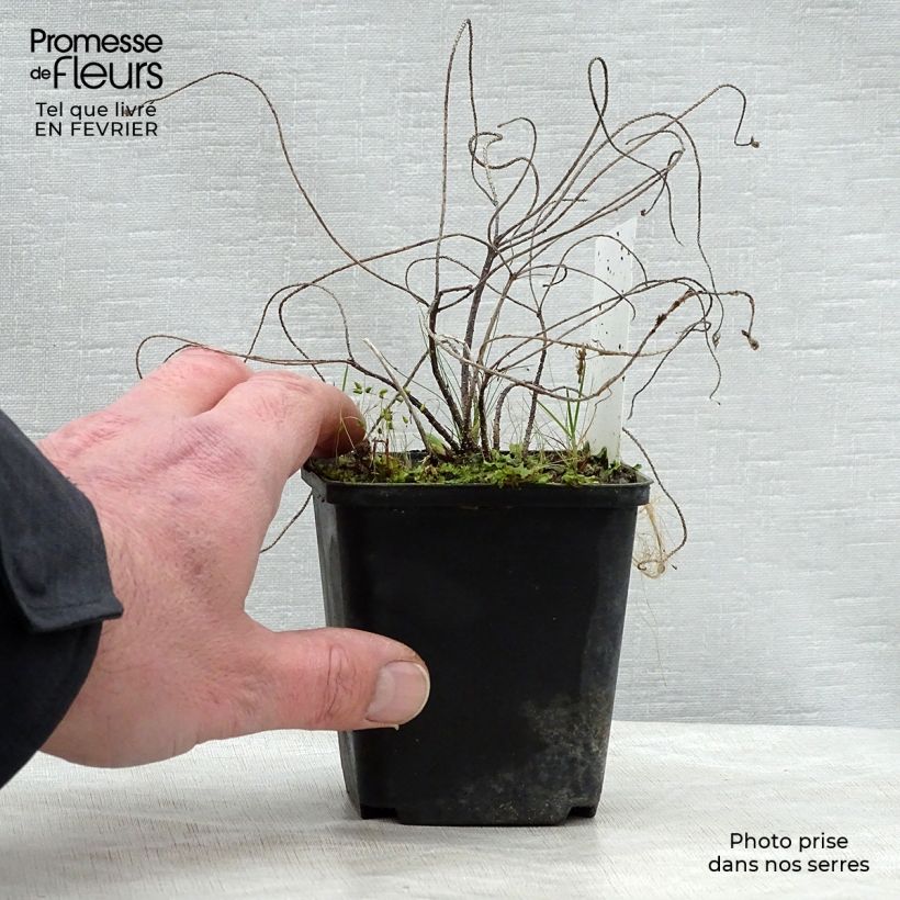 Spécimen de Euphorbe Petit-Cyprès - Euphorbia cyparissias Godet de 8/9 cm tel que livré en hiver