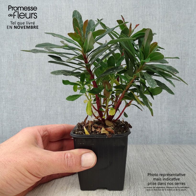 Spécimen de Euphorbia amygdaloides purpurea - Euphorbe des bois pourpre Godet de 8/9 cm tel que livré en automne