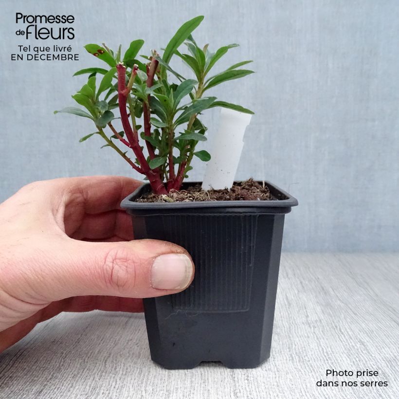 Spécimen de Euphorbia amygdaloides purpurea - Euphorbe des bois pourpre Godet de 8/9 cm tel que livré en hiver