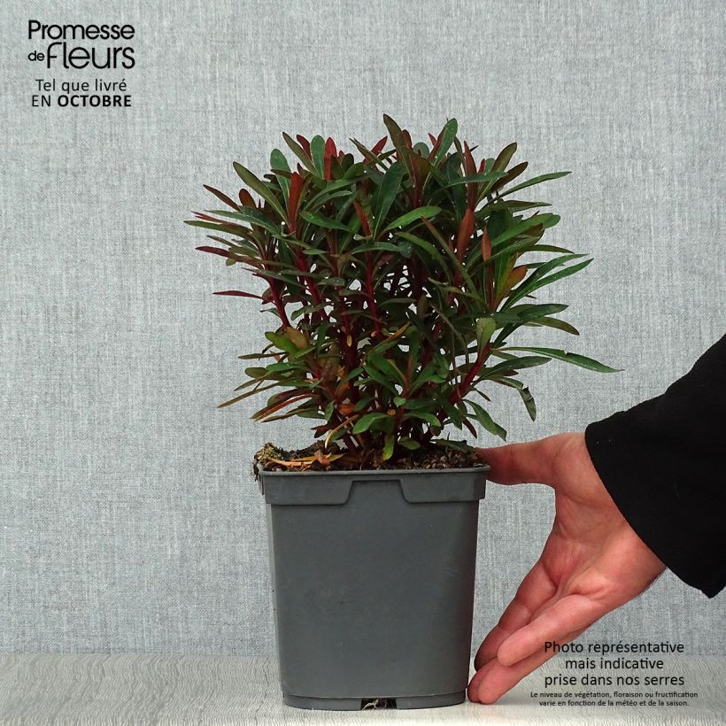 Spécimen de Euphorbia amygdaloides purpurea - Euphorbe des bois pourpre Pot de 2L/3L tel que livré en automne