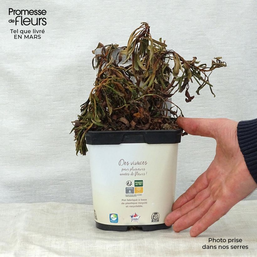 Spécimen de Euphorbia amygdaloides purpurea - Euphorbe des bois pourpre Pot de 2L/3L tel que livré au printemps