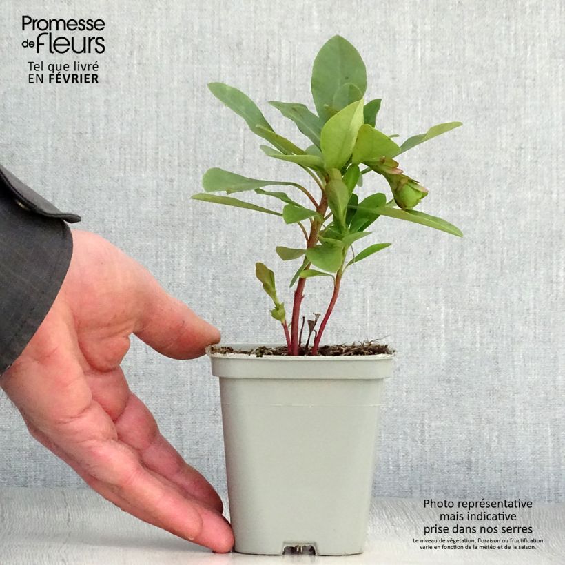 Spécimen de Euphorbe amygdaloïdes var. robbiae Godet de 8/9 cm tel que livré en hiver