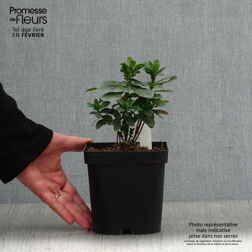 Spécimen de Euphorbe amygdaloïdes var. robbiae Pot de 2L/3L tel que livré en hiver
