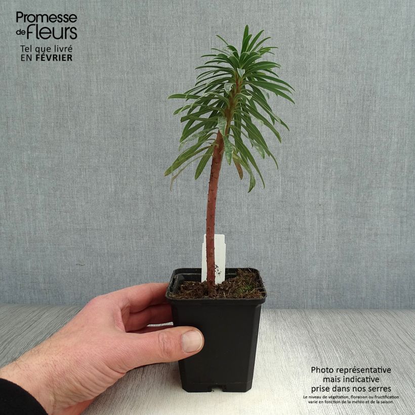 Spécimen de Euphorbe characias Black Pearl Godet de 8/9 cm tel que livré en hiver
