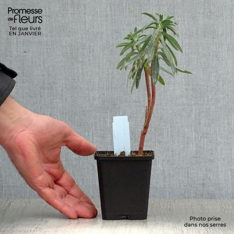 Spécimen de Euphorbe characias Blue Wonder Godet de 8/9 cm tel que livré en hiver