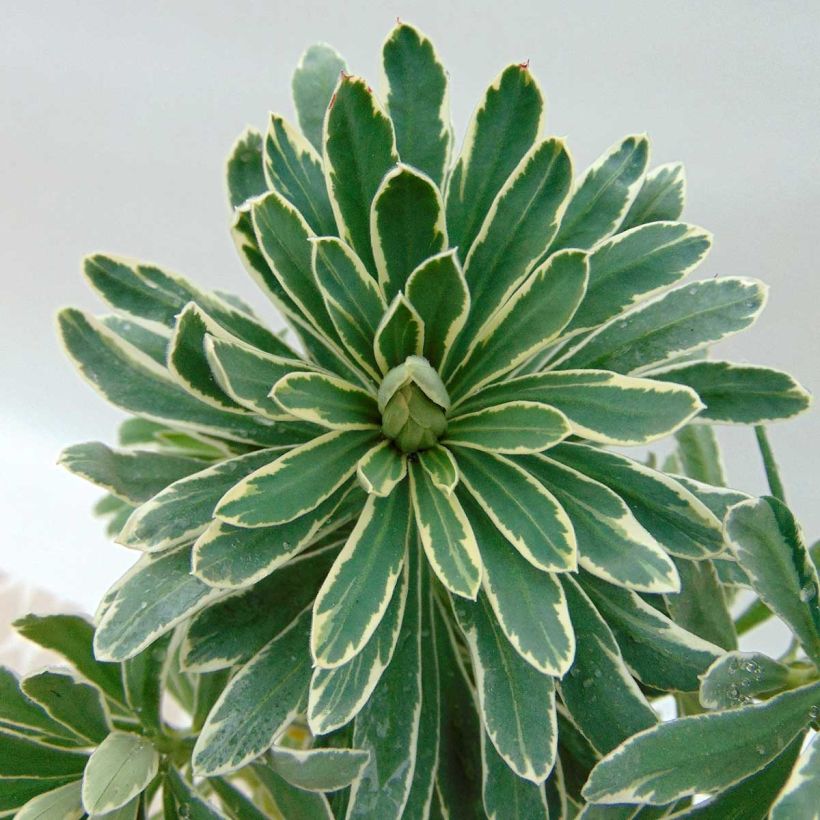 Euphorbe characias Glacier Blue (Feuillage)