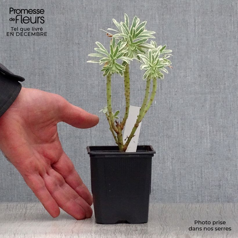 Spécimen de Euphorbe characias Glacier Blue Godet de 8/9 cm tel que livré en hiver