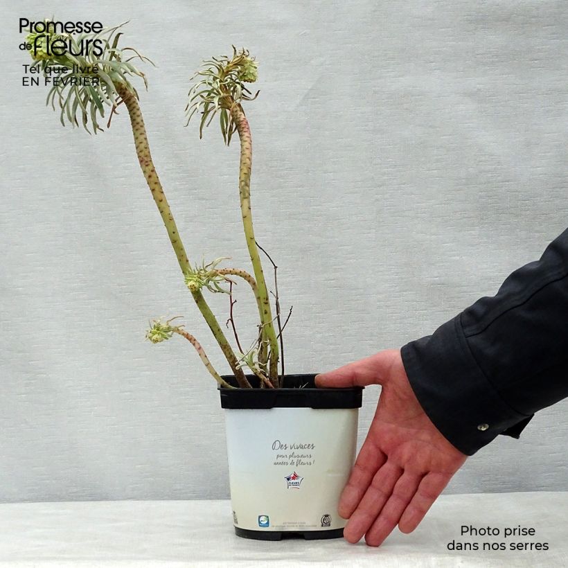 Spécimen de Euphorbe characias Glacier Blue Pot de 1,5L/2L tel que livré en hiver