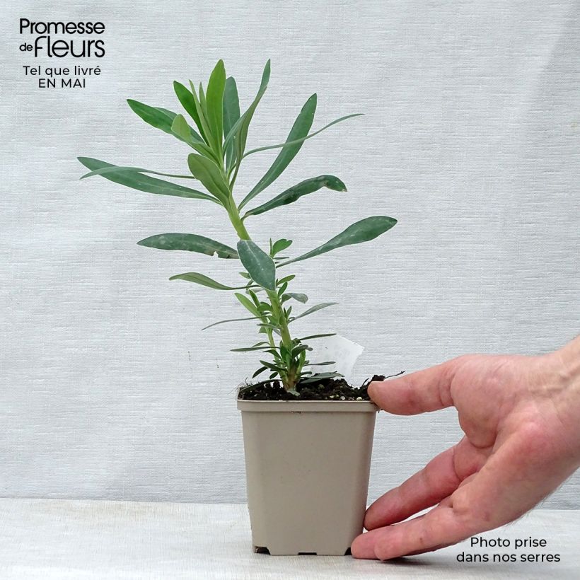 Spécimen de Euphorbe characias Humpty Dumpty Godet de 8/9 cm tel que livré au printemps