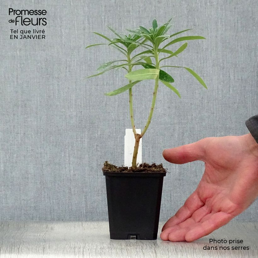 Spécimen de Euphorbe characias Humpty Dumpty Godet de 8/9 cm tel que livré en hiver