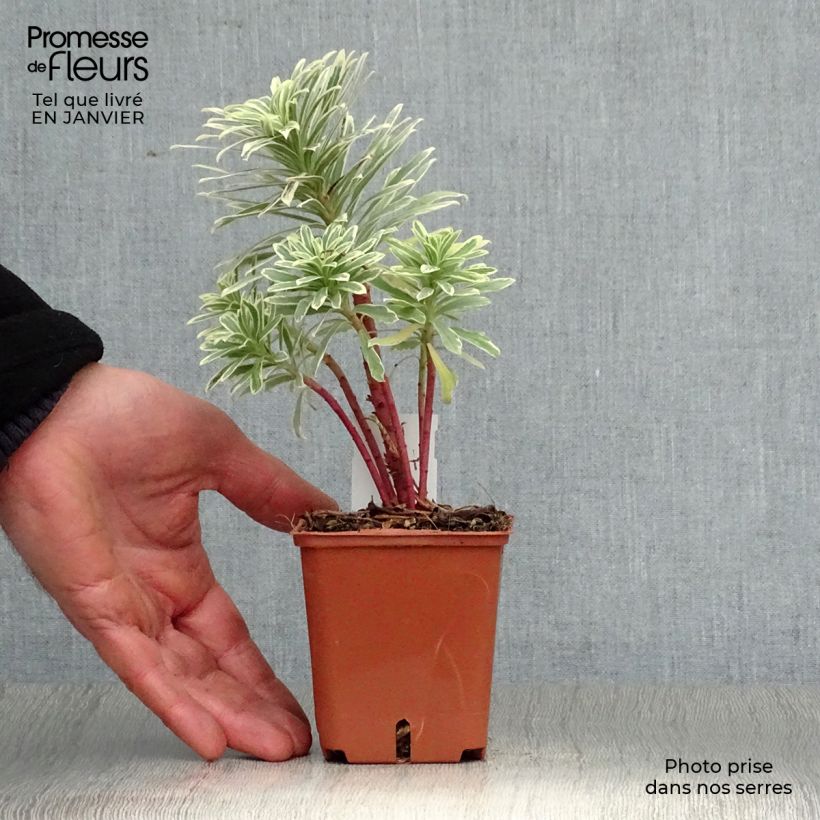 Spécimen de Euphorbe characias Wilcott (Silver Swan) Godet de 8/9 cm tel que livré en hiver