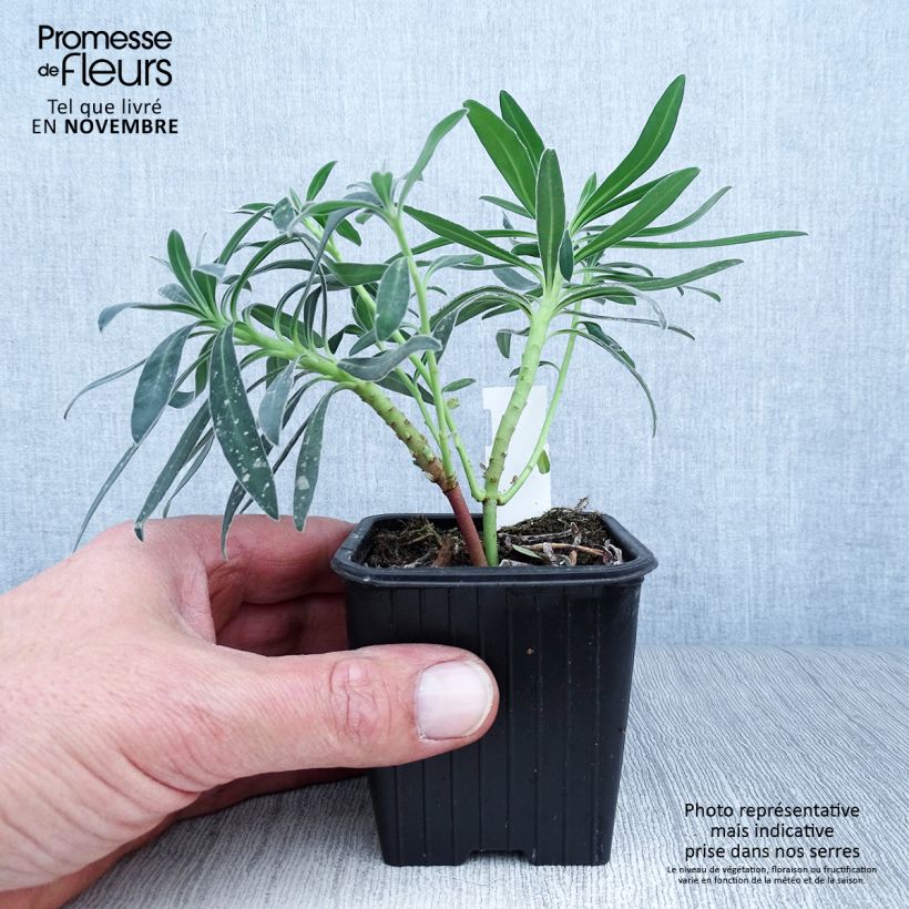 Spécimen de Euphorbe characias ssp. wulfenii Godet de 8/9 cm tel que livré en automne