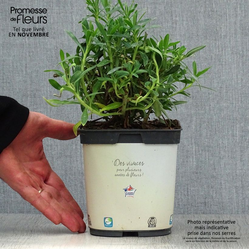Spécimen de Euphorbe characias ssp. wulfenii Pot de 2L/3L tel que livré en automne