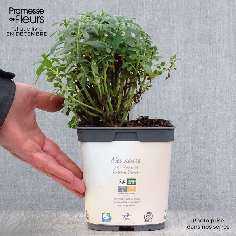 Spécimen de Euphorbe characias ssp. wulfenii Pot de 2L/3L tel que livré en hiver