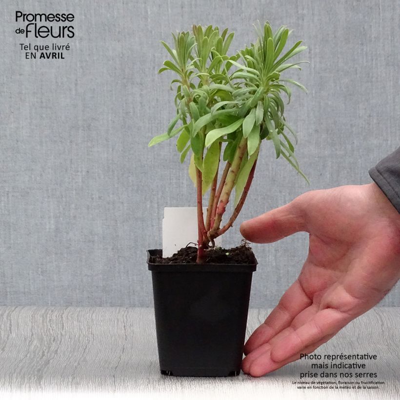 Spécimen de Euphorbe characias ssp. wulfenii Godet de 8/9 cm tel que livré en hiver