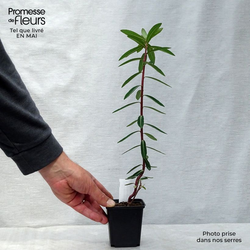 Spécimen de Euphorbe cornigera Goldener Turm Godet de 8/9 cm tel que livré au printemps