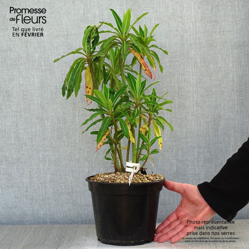 Spécimen de Euphorbe mellifère - Euphorbia mellifera Pot de 2L/3L tel que livré en hiver