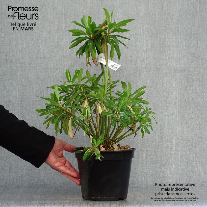 Euphorbia mellifera Vaso da 2L/3L esemplare consegnato in primavera