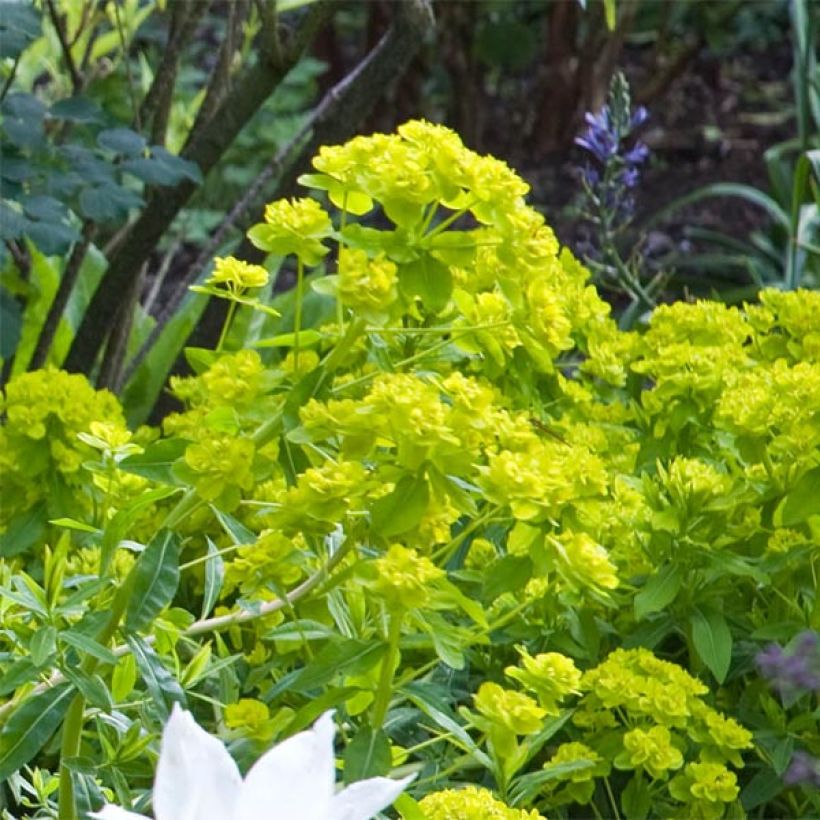 Euphorbe palustris Walenburg's Glory - Euphorbe des marais (Floraison)