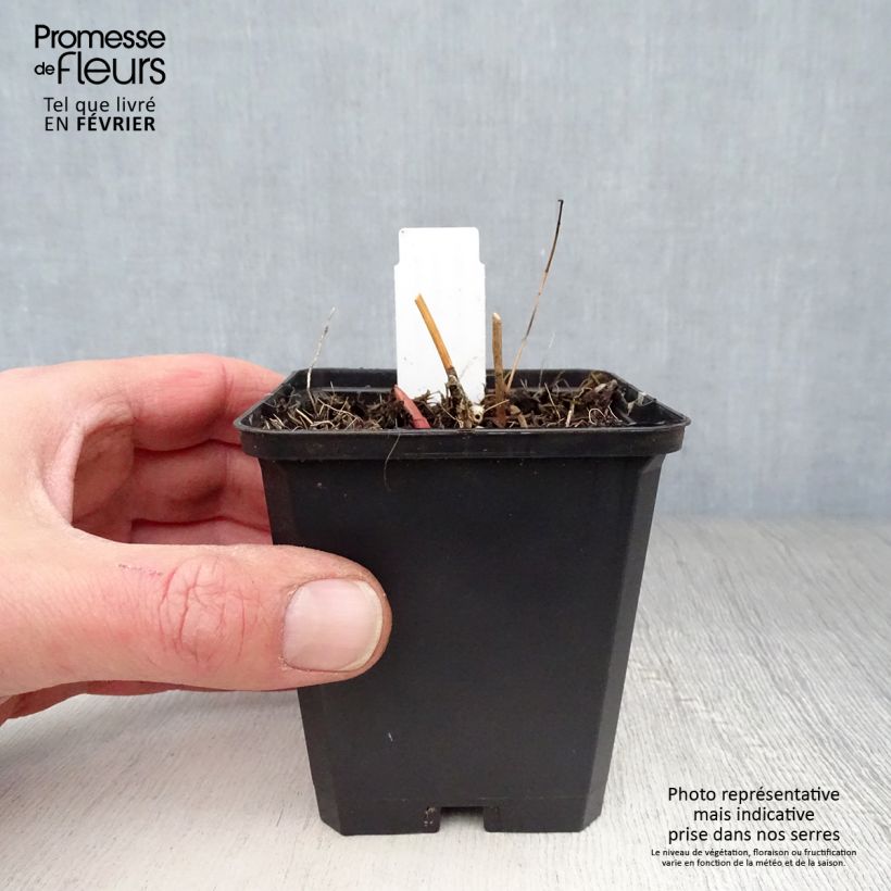 Spécimen de Euphorbe palustris Walenburg's Glory - Euphorbe des marais Godet de 8/9 cm tel que livré en hiver