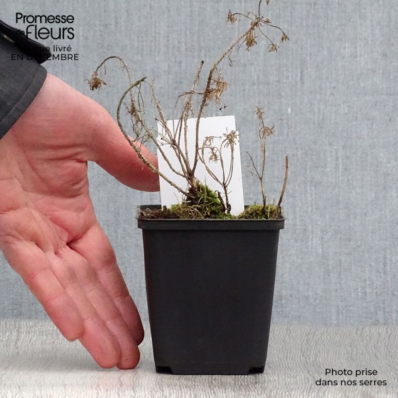 Spécimen de Euphorbe petit-cyprès Clarice Howard - Euphorbia cyparissias Godet de 8/9 cm tel que livré en hiver