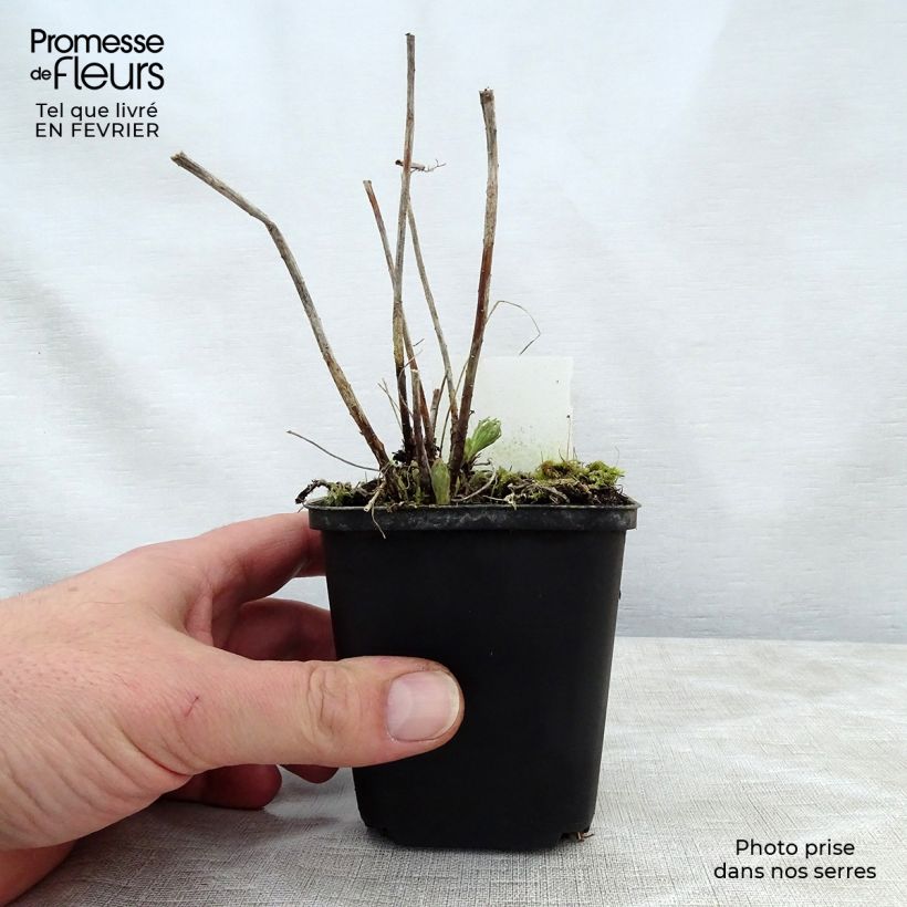 Spécimen de Euphorbe waldsteinii Betten - Euphorbe de Waldstein Godet de 8/9 cm tel que livré en hiver