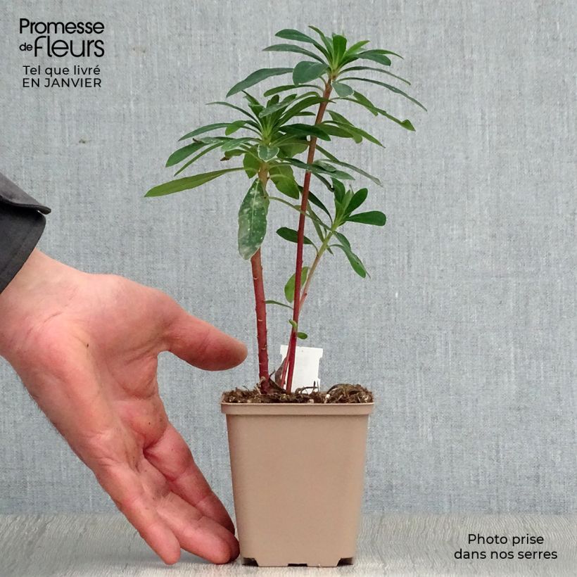 Spécimen de Euphorbe x martinii Godet de 8/9 cm tel que livré en hiver