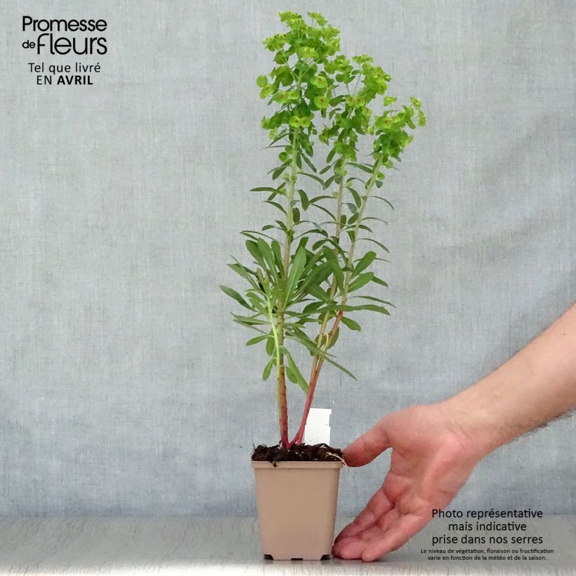 Spécimen de Euphorbe x martinii Godet de 8/9 cm tel que livré au printemps